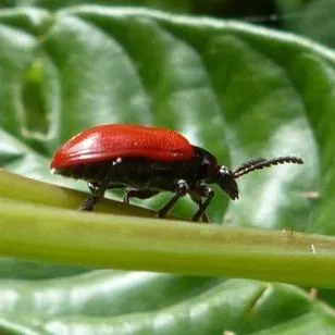 thumbnail for publication: Air Potato Leaf Beetle (Suggested Common Name), Lilioceris cheni Gressitt and Kimoto (Insecta: Coleoptera: Chrysomelidae: Criocerinae)